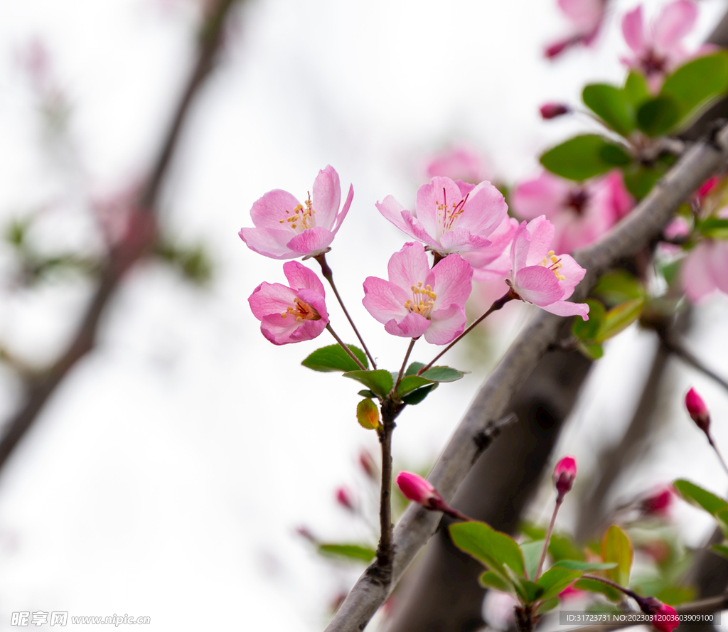桃花