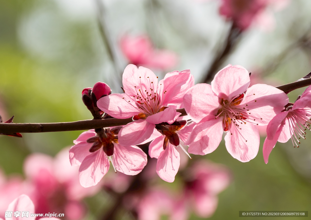 桃花