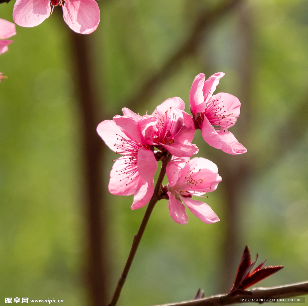 桃花 