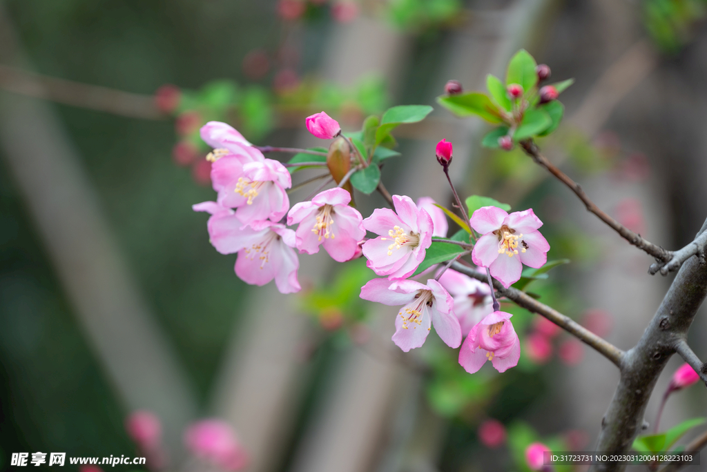 花卉
