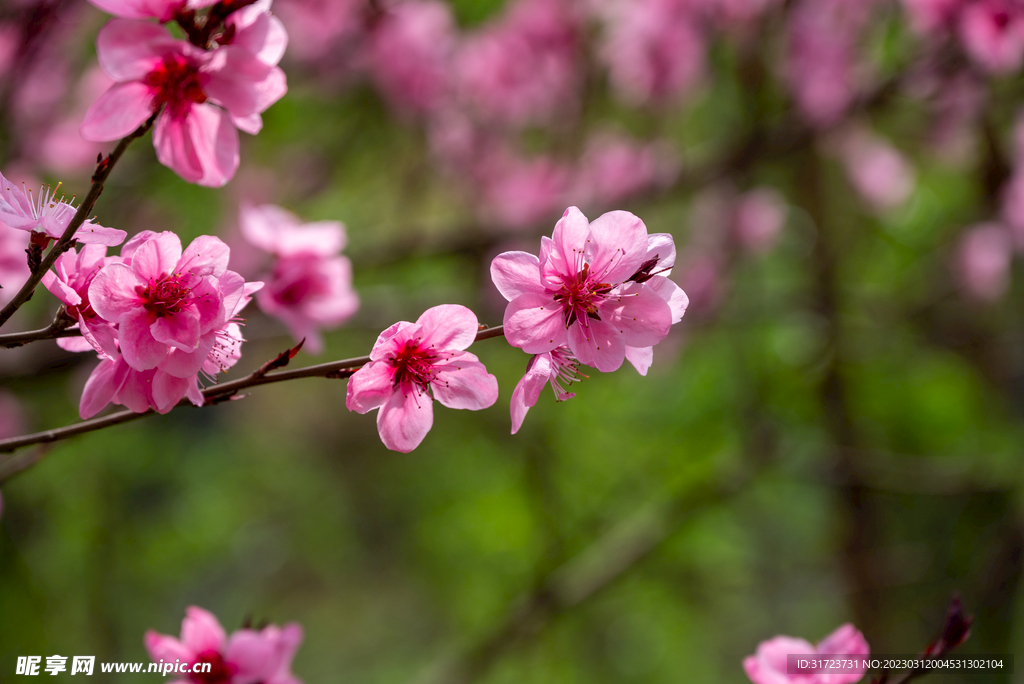 桃花 