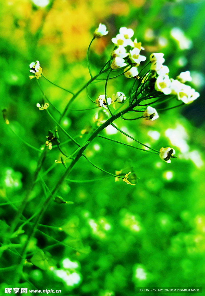花