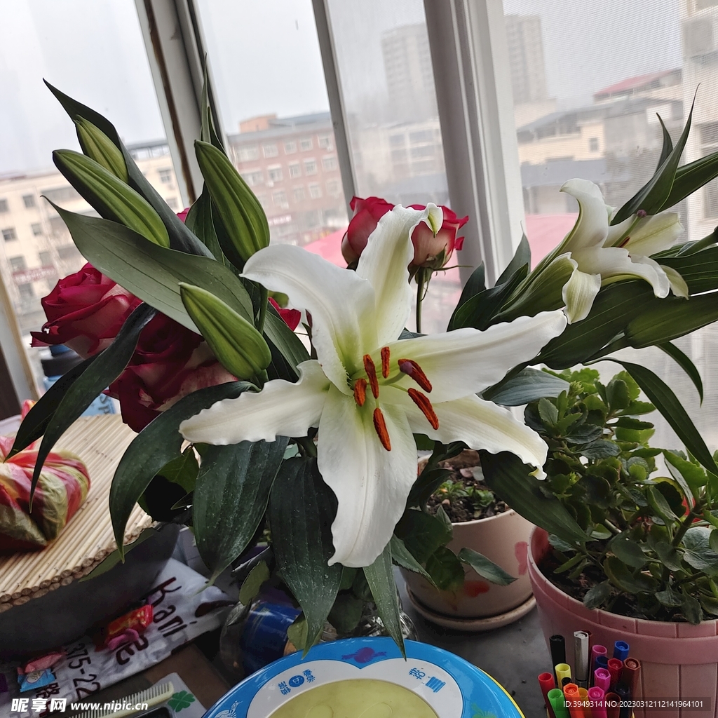 绿植