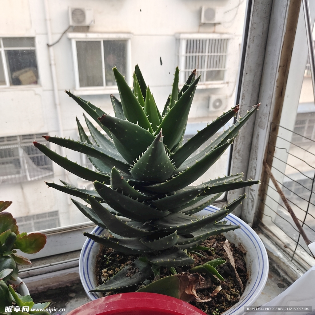 绿植
