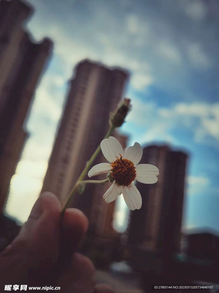 小白花