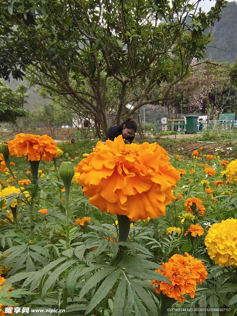 橙花