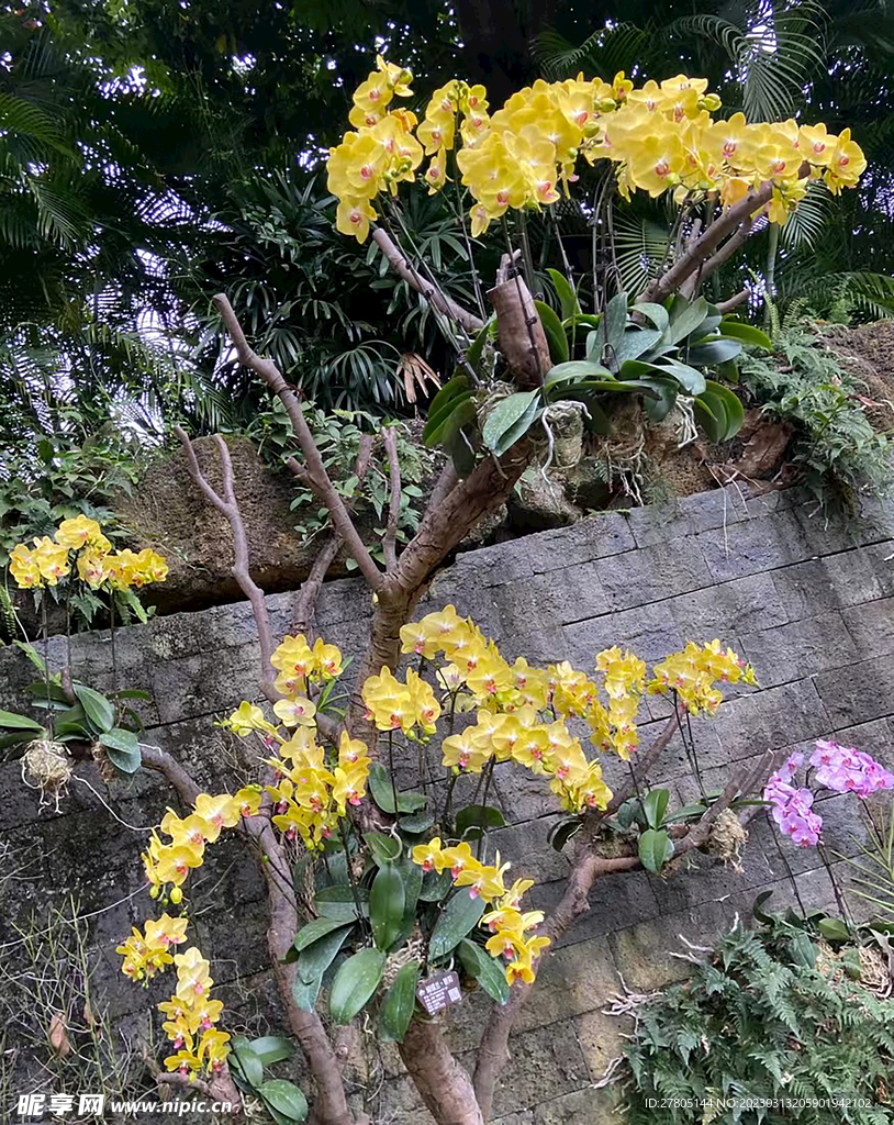 黄兰花