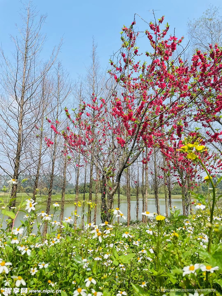 桃花树