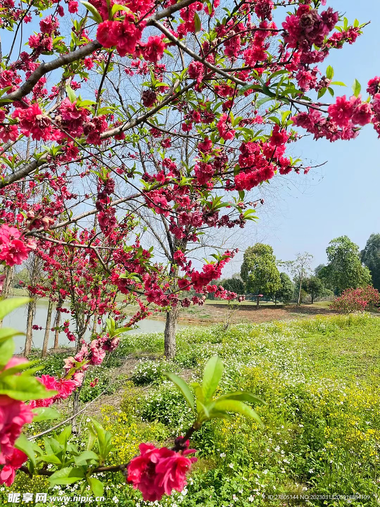 桃花枝条