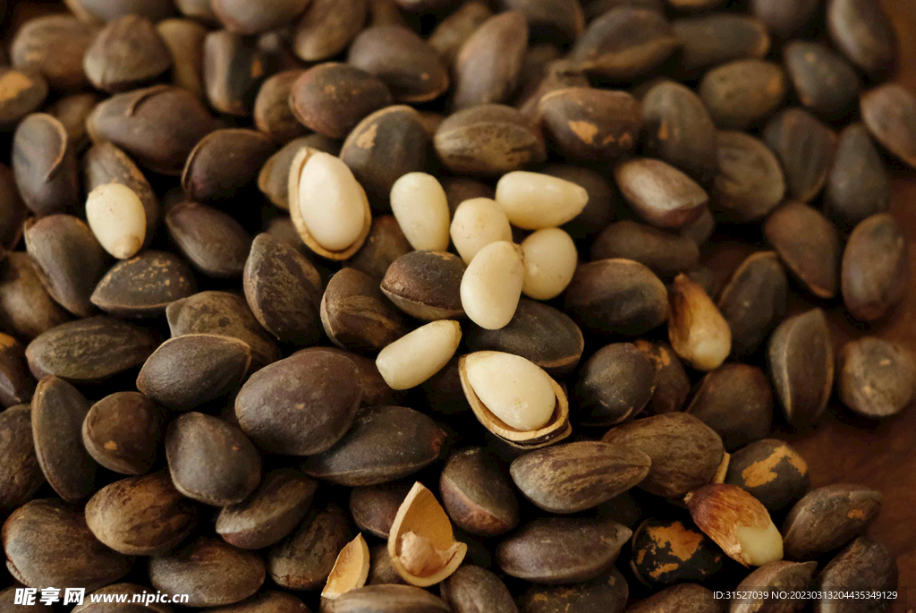 美味松子摄影素材