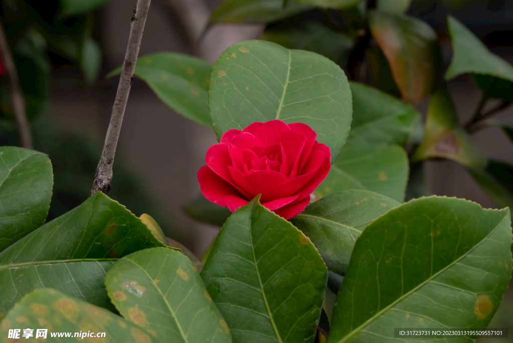 茶花 