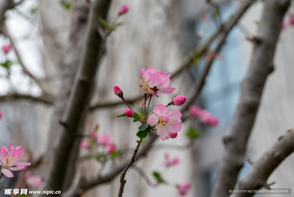 桃花