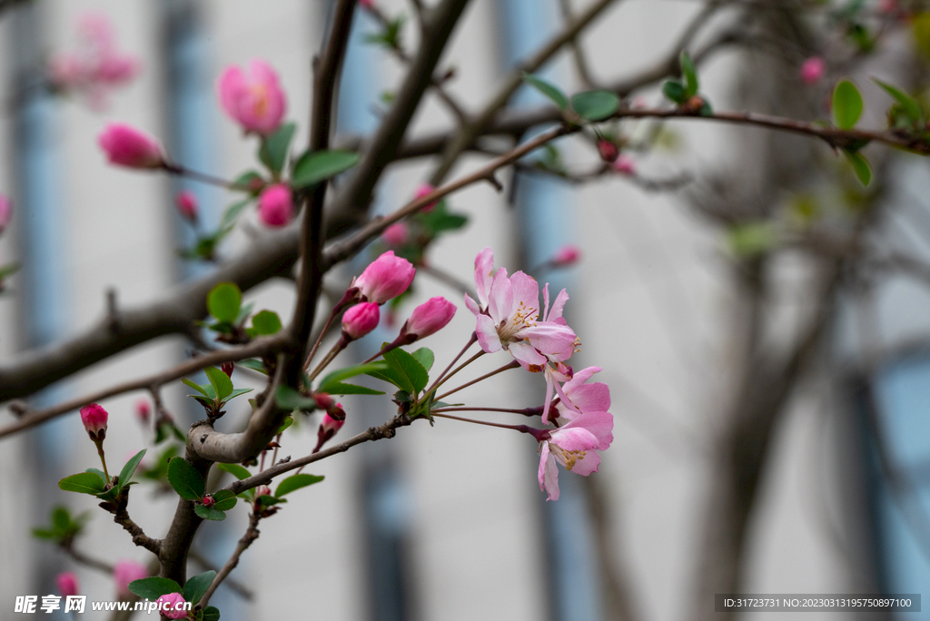 桃花
