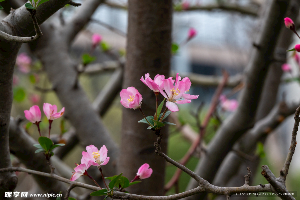 桃花