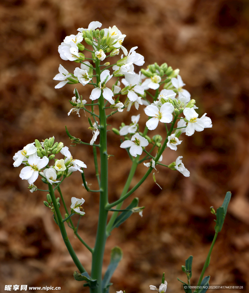 白芥兰花