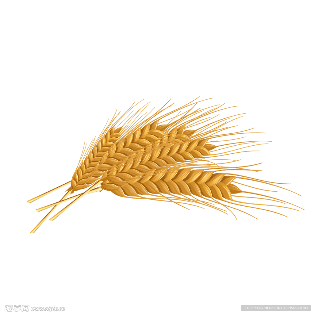 麦穗