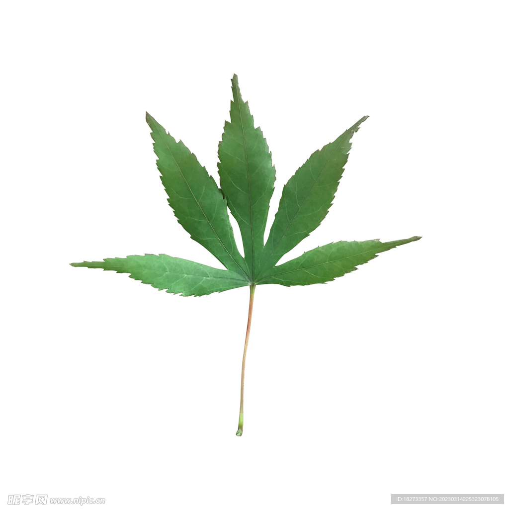树叶
