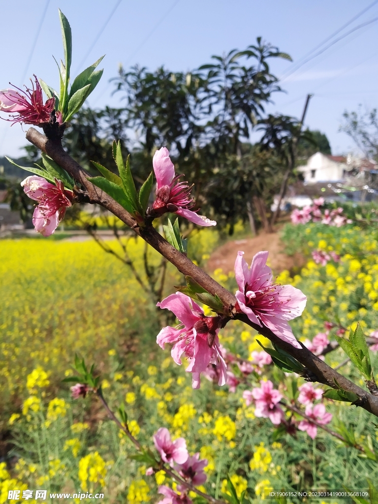 桃花