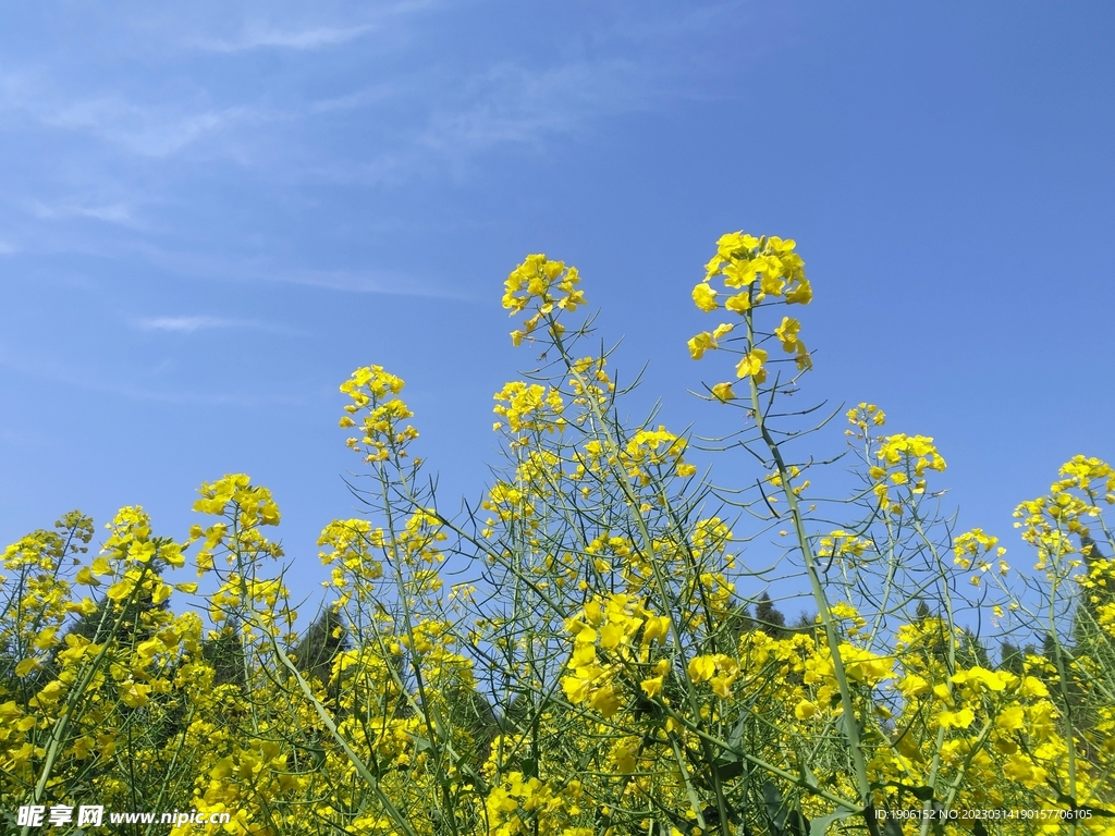 油菜花