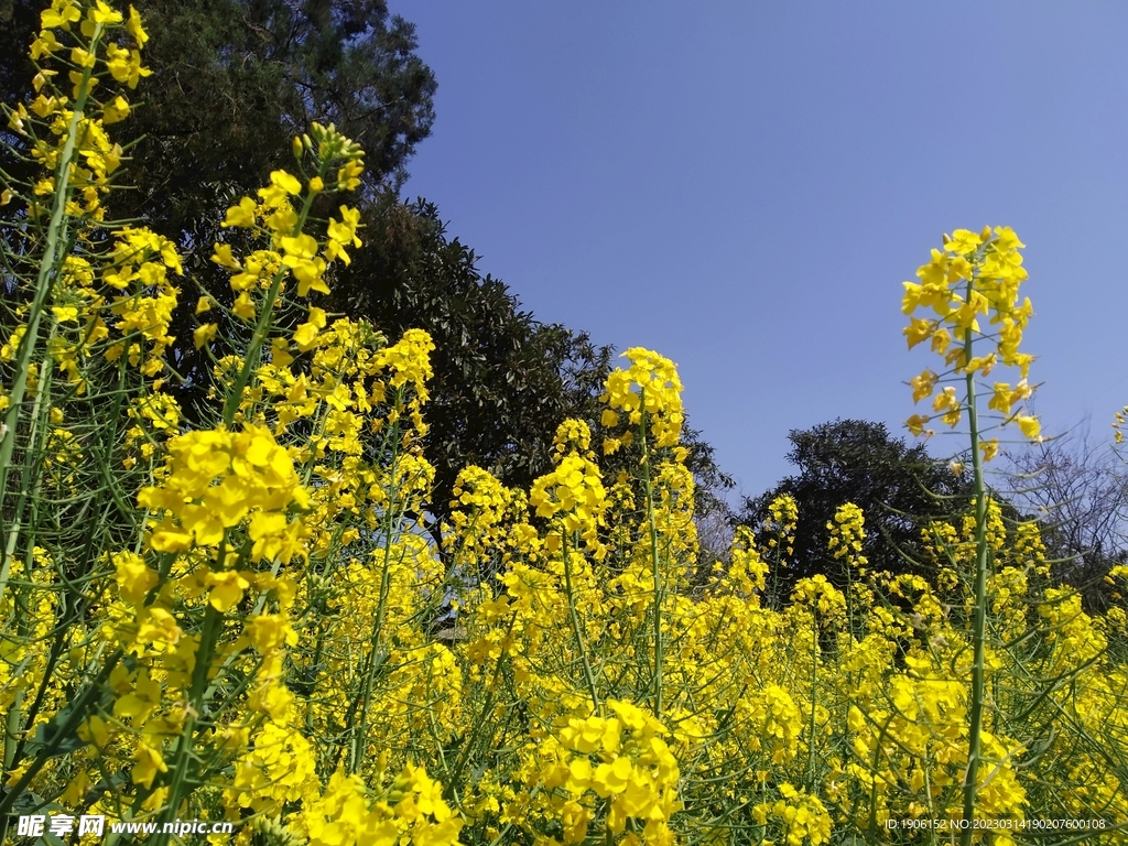 油菜花