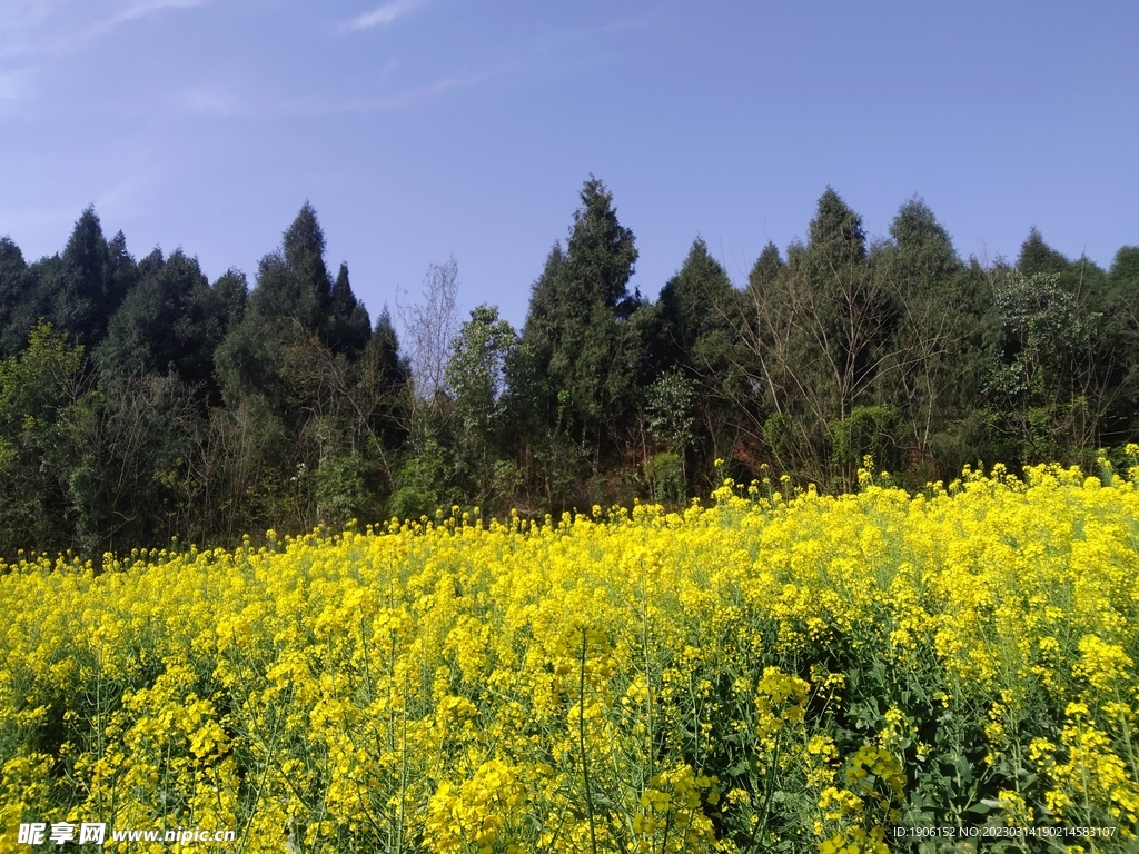 油菜花