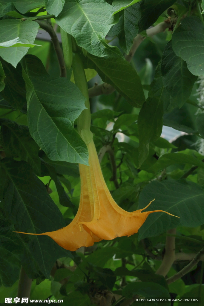 曼陀罗花 