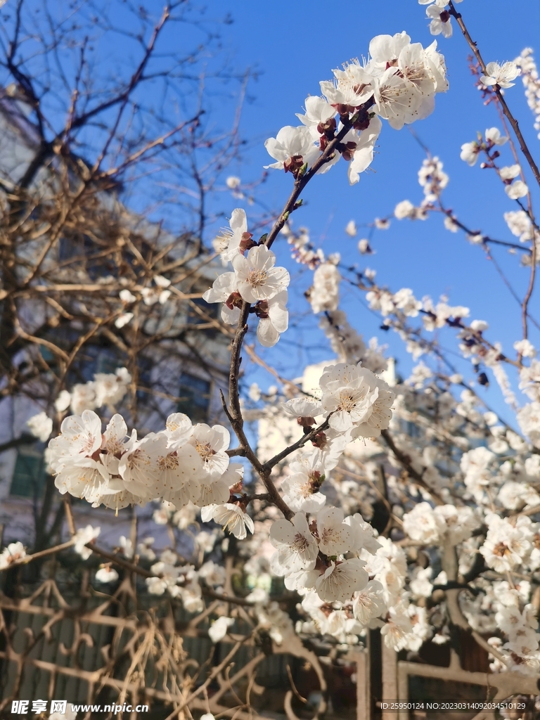杏花