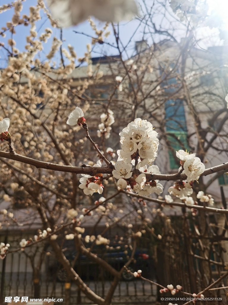 杏花 