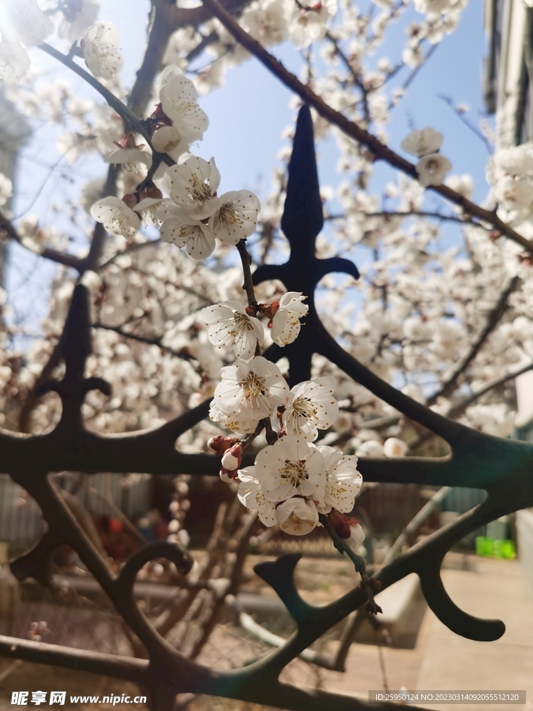 杏花 