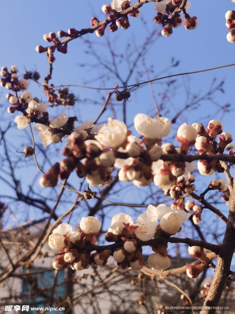 杏花 