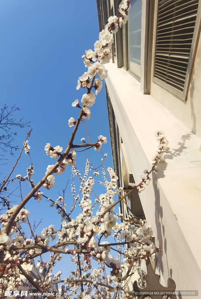 杏花 