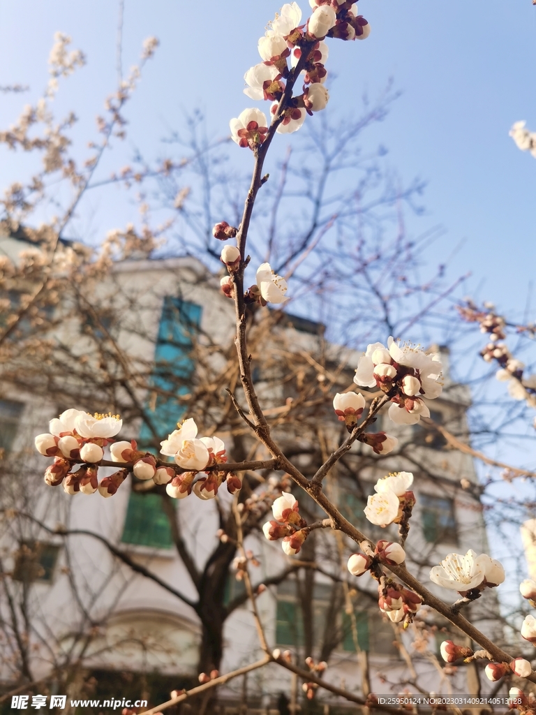 杏花