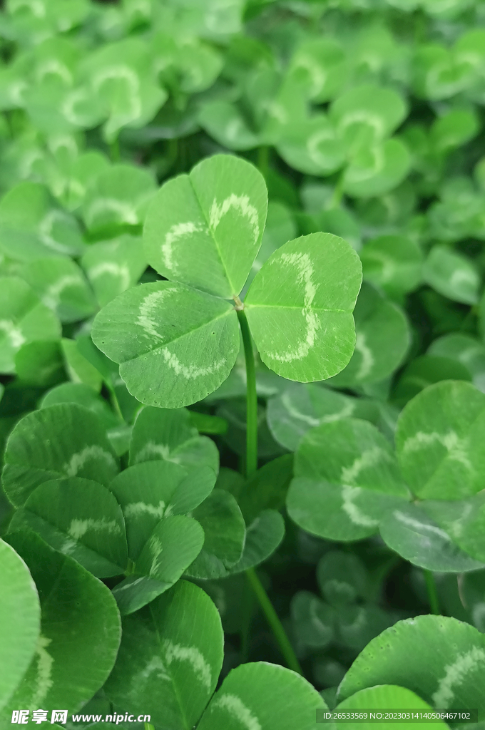 三叶草 绿色壁纸 护眼 清新