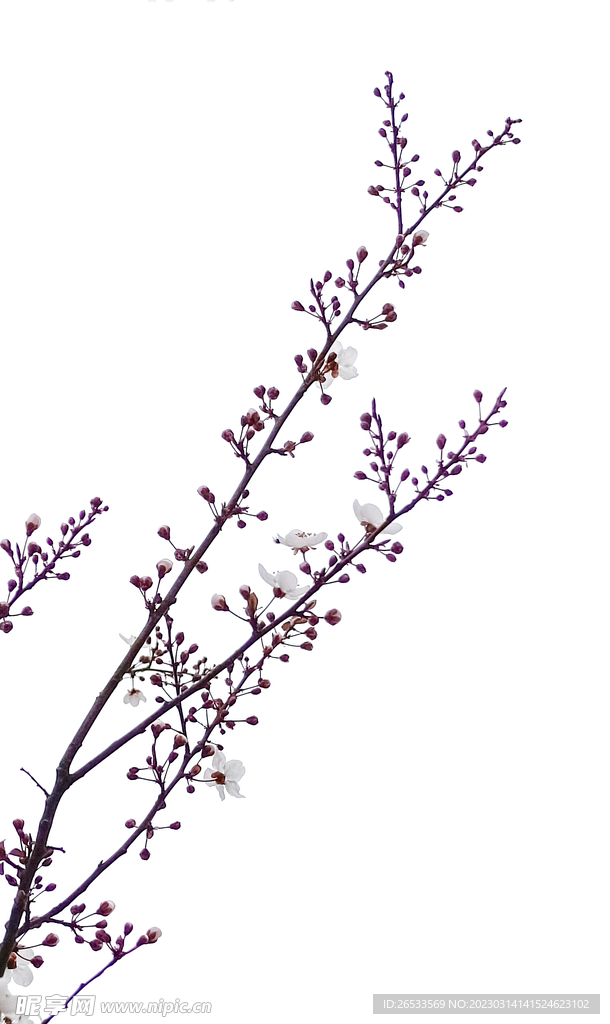 桃花 春天 花卉 纯色背景