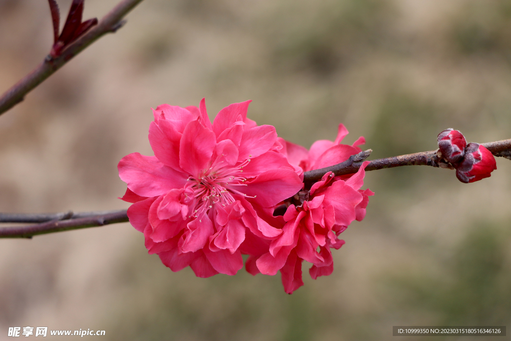 桃花
