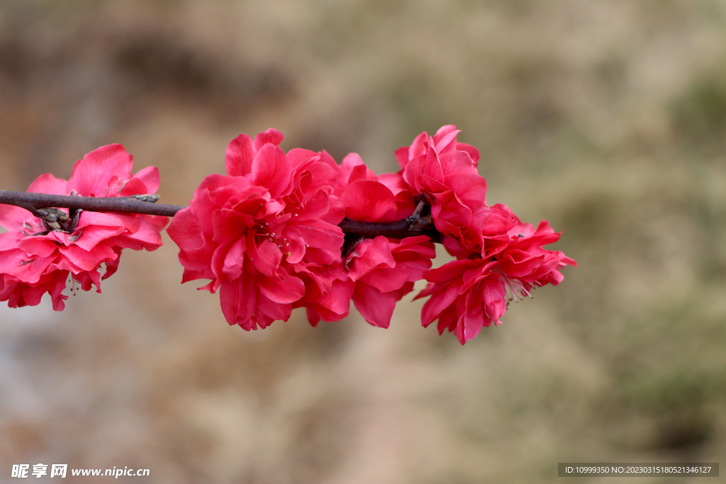 桃花
