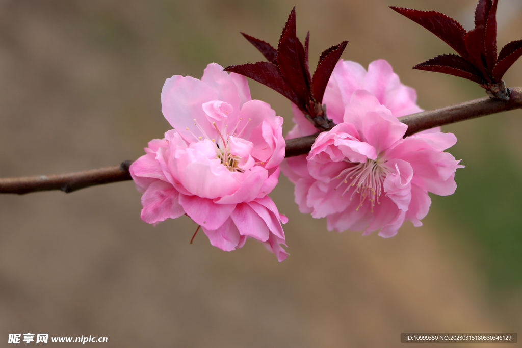 桃花