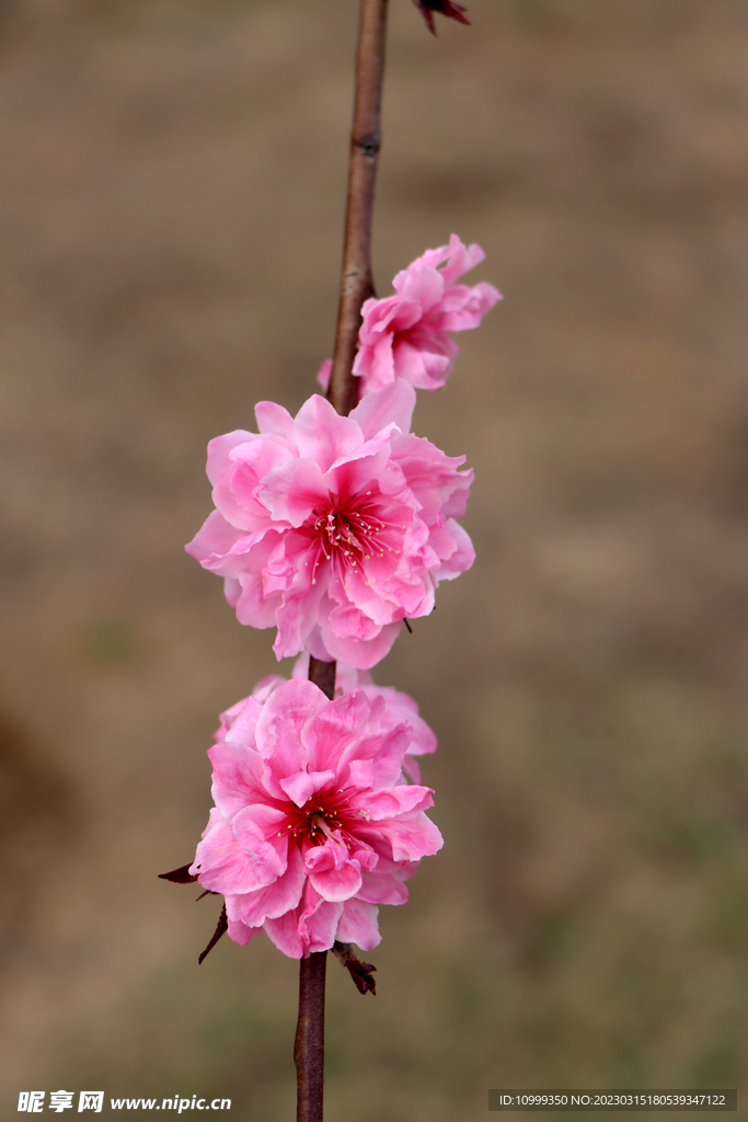 桃花