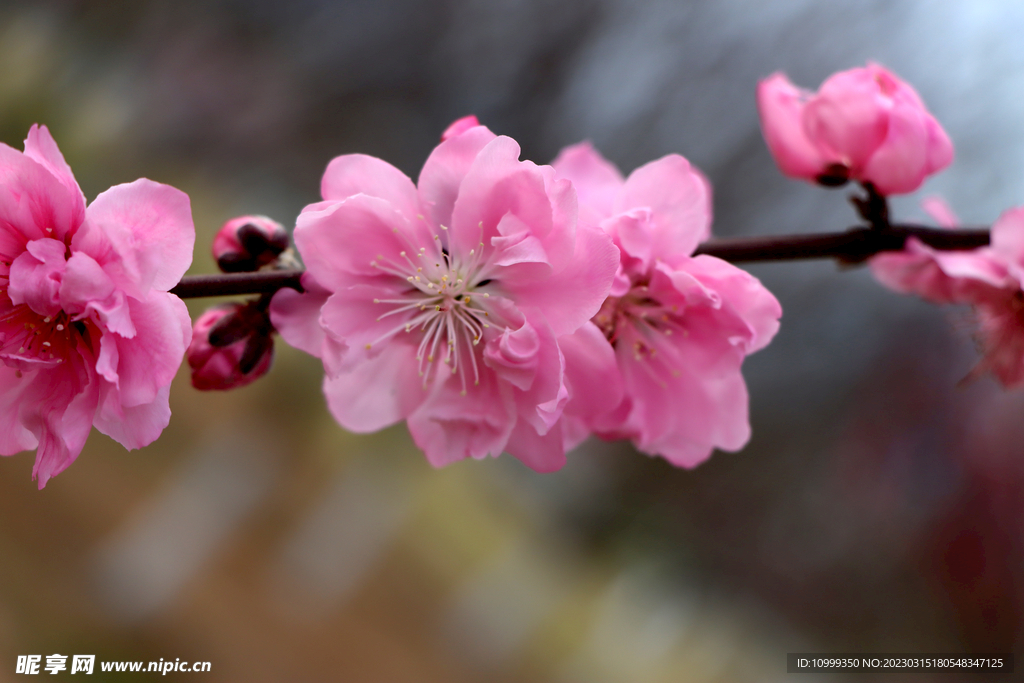 桃花