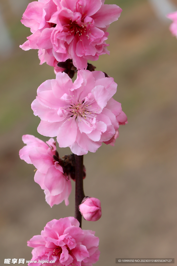桃花