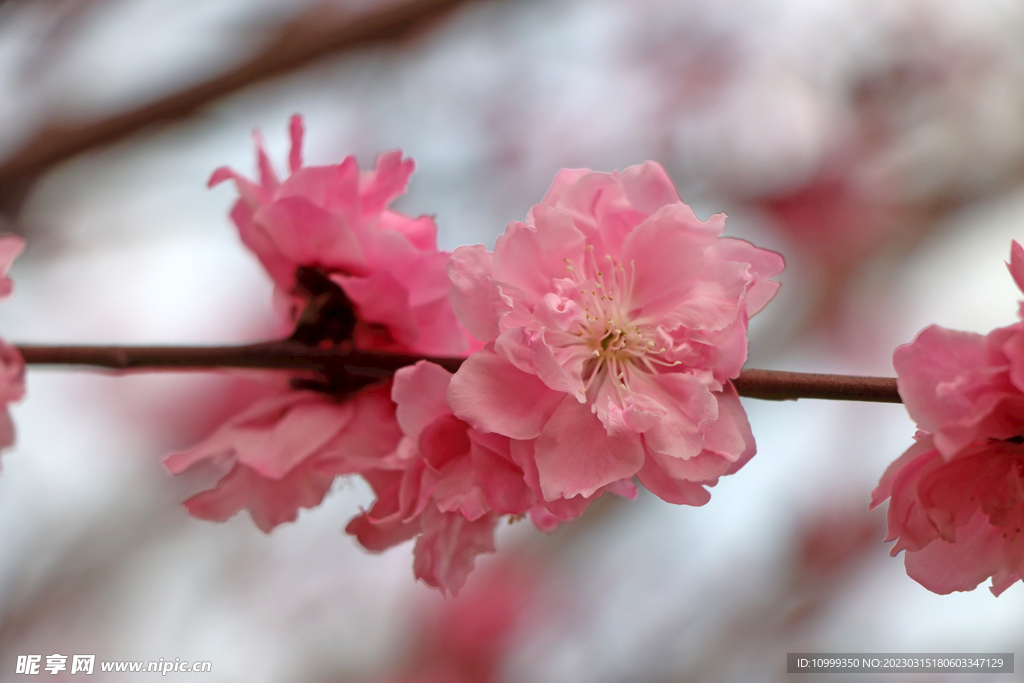桃花
