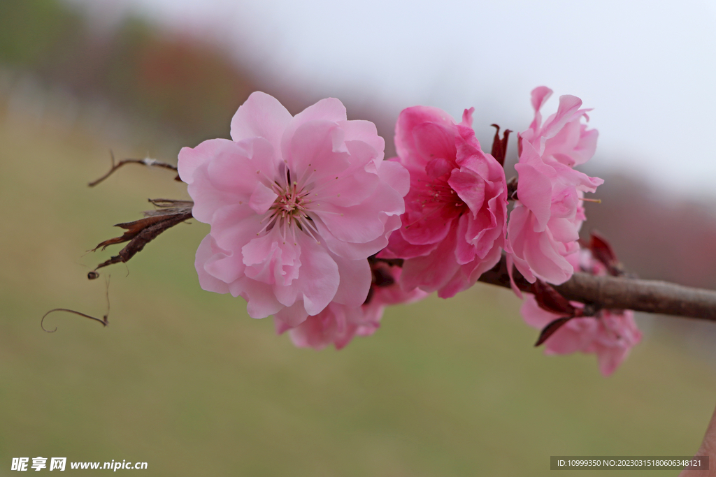 桃花