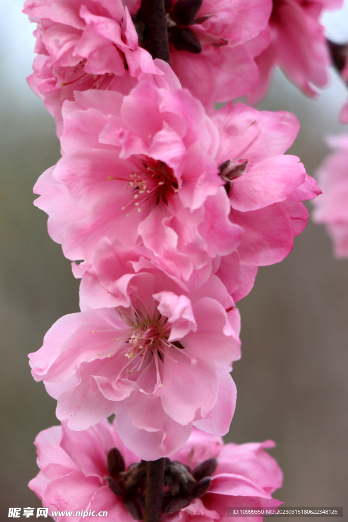 桃花