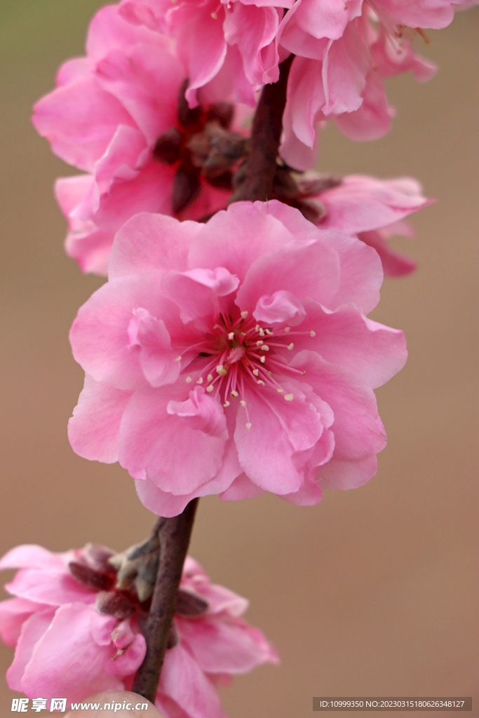 桃花