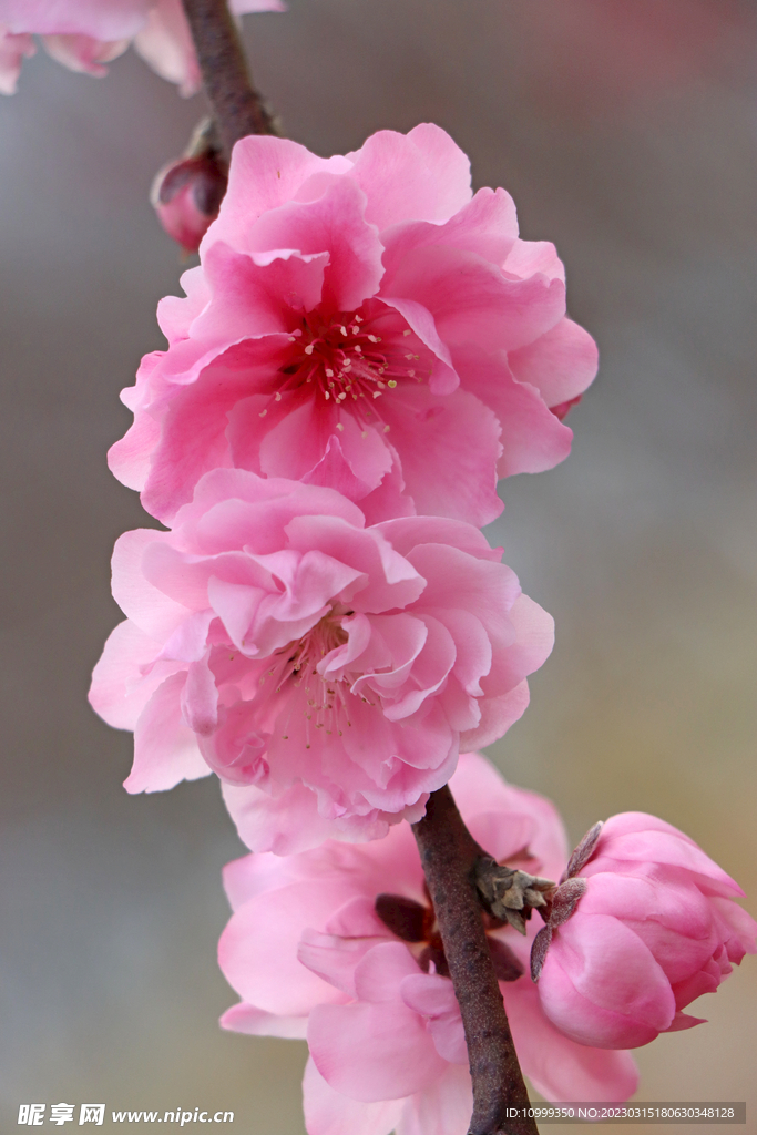 桃花