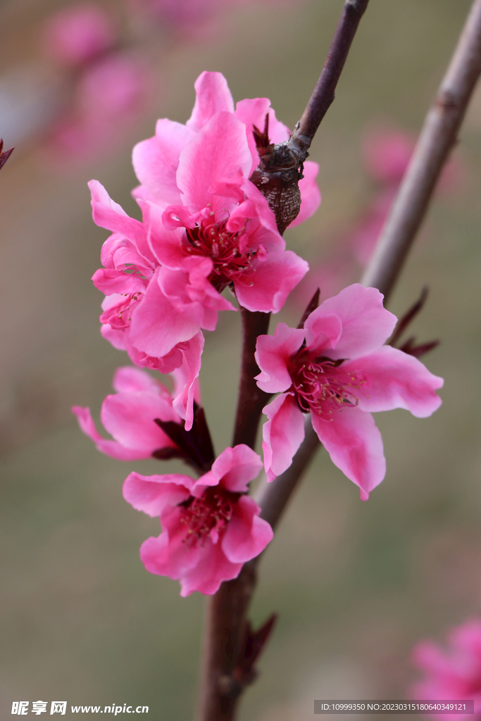 桃花