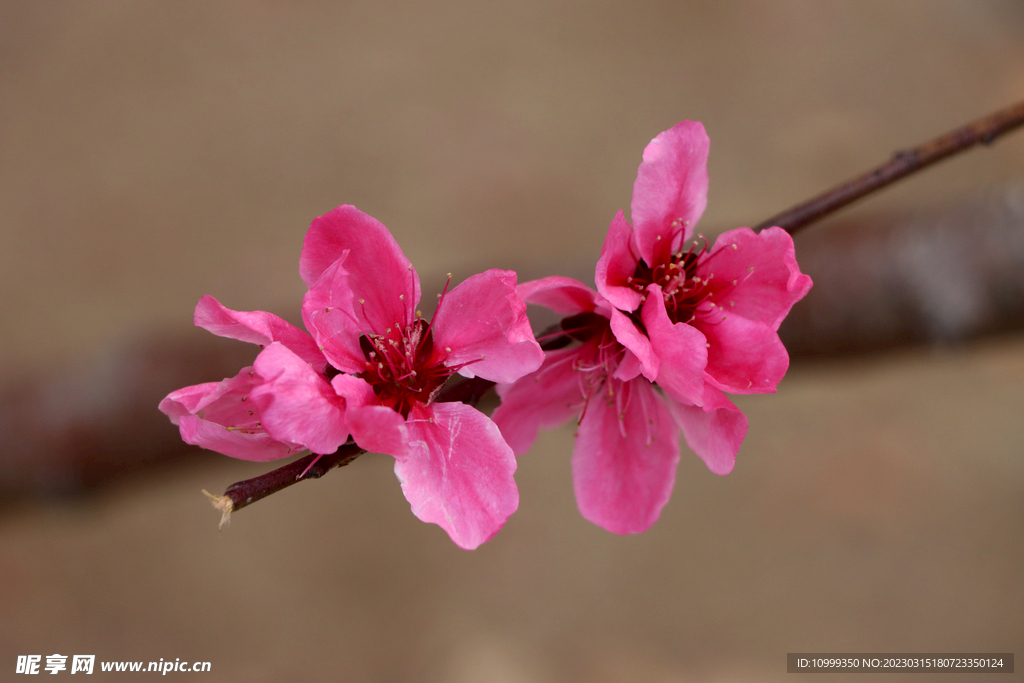 桃花