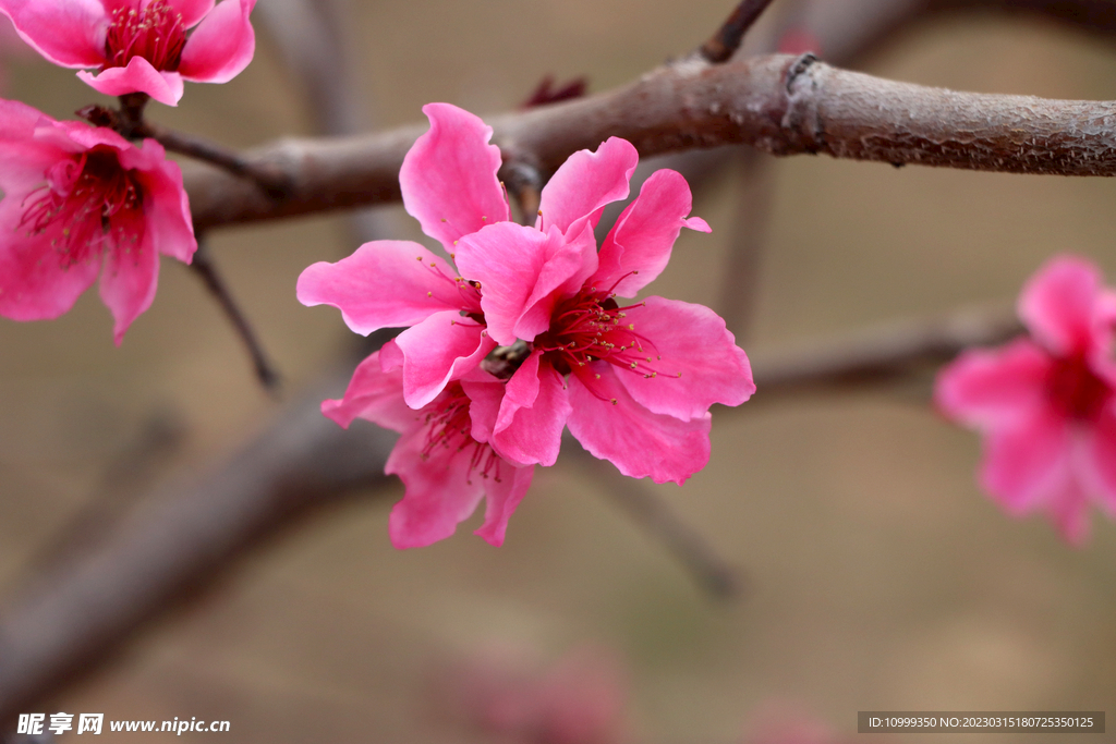 桃花