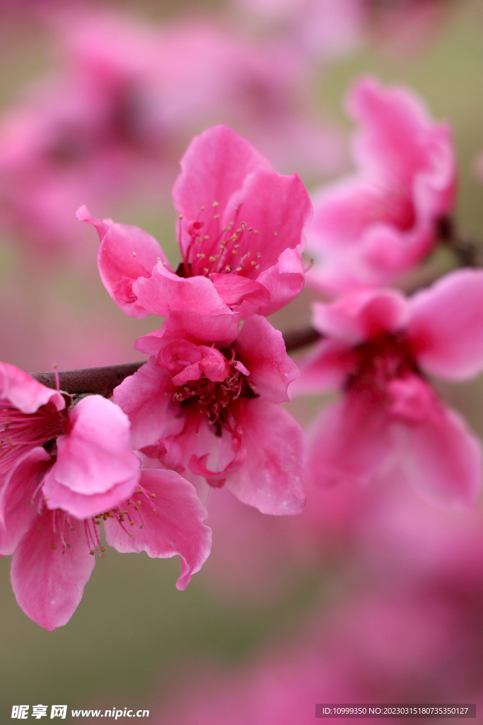 桃花