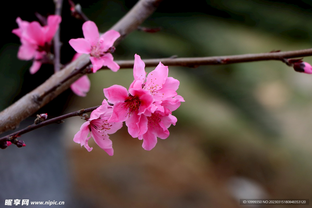 桃花